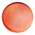 Bronzing Compact Clarins