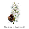 Nutri-Lumière Jour Clarins