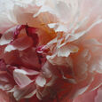 Peony & Blush Suede Jo Malone London