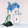 Wild Buebell Jo Malone London