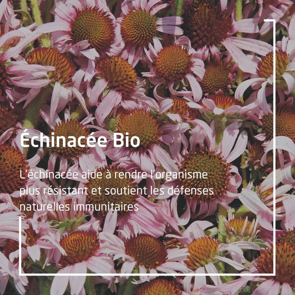 EPB® Échinacée Bio Weleda