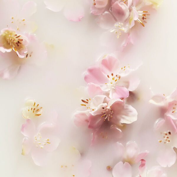 The Ritual of Sakura Rituals