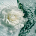 Spray  Algues et Fleurs Leonor Greyl