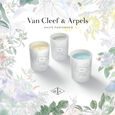 Les Mimosas d'Hiver van cleef & arpels