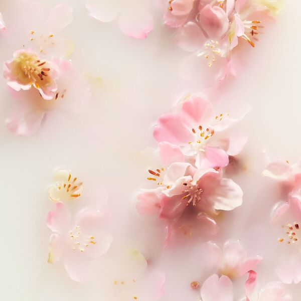 The Ritual of Sakura Rituals