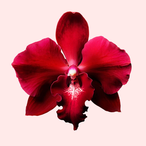 Flowerbomb Ruby Orchid Viktor & Rolf