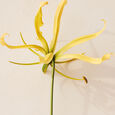 Atelier des Fleurs - Ylang Cananga
Atelier des Fleurs Ylang Cananga Eau de Parfum Chlo&eacute;
