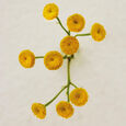 Atelier des Fleurs - Immortelle Chlo&eacute;