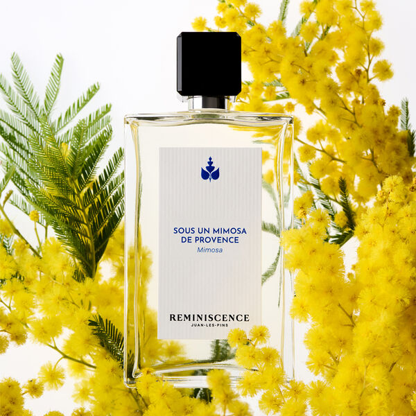 Sous Un Mimosa de Provence Reminiscence